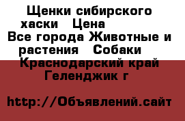 Щенки сибирского хаски › Цена ­ 12 000 - Все города Животные и растения » Собаки   . Краснодарский край,Геленджик г.